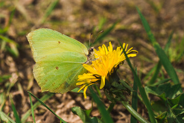 Listkowiec cytrynek motyl na kwiacie.