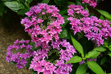 Purple Hydrangea flower on blurred background - 紫色の紫陽花の花