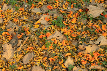 There are many flowers under the tree that called Palash or Bengal Kino