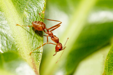 Close up red ant on green leaf in nature at thailand