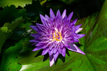 purple lotus flowers in a pond with lotus leaf background