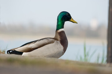 männliche Ente sitzend mit Fluss im Hintergrund