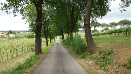 Quercia