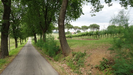 Quercia