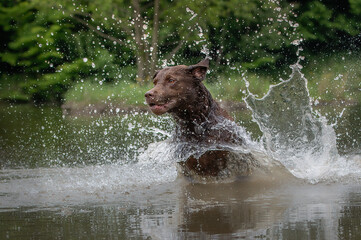 Brauner Labrador Retriever im Wasser mit hochspritzender Wasserscheibe