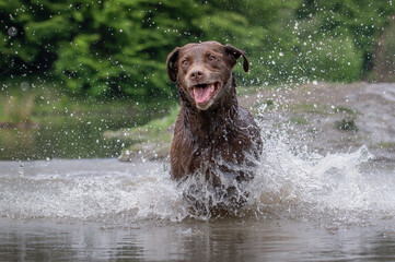 Brauner Labrador Retriever im Wasser