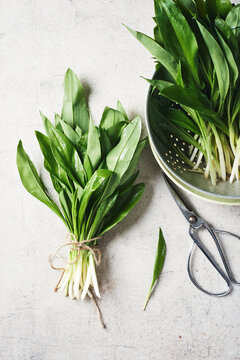 Fresh leaves of wild garlic