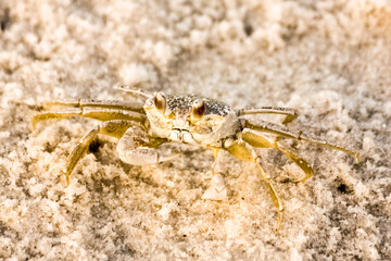 Ghost Crab in Golden Hour