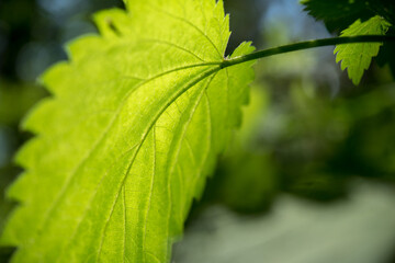 Nahaufnahme eines leuchtendes Brennnessel Blattes