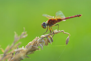 dragonfly on a leaf