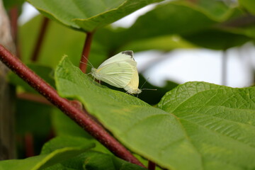 A couple of white butterflies mating on a leaf