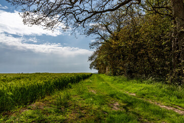 Fototapeta premium Branches overhanging a footpath alongside a wheat field
