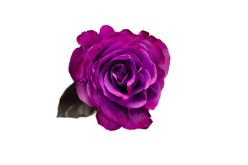 Purple rose isolated on a white background.