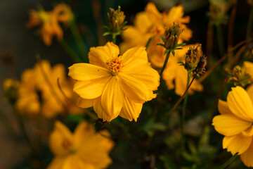 Wild flower an Orange Cosmos an old variety yellow flower buds