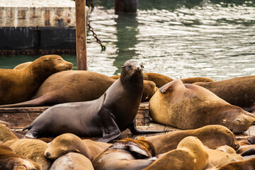 California sea lions on Pier 39, San Francisco
