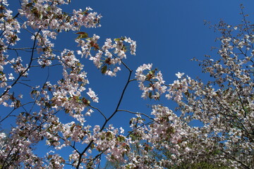 Sakura japan cherry tree blooming