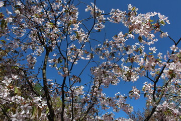 Sakura japan cherry tree blooming