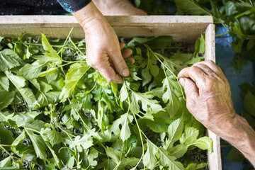 Top view of senior hands about to feed silkworms with fresh mulberry leaves in a traditional way