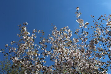 Sakura japan cherry tree blooming