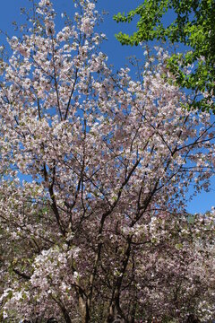 Sakura japan cherry tree blooming