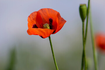 Red poppy with blurred background.