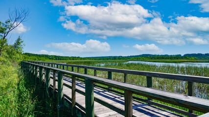 Interstate in Mobile and Alabama swamp landscape in summer