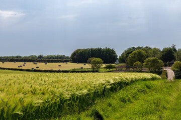 Fototapeta na wymiar A Rural Sussex Farm Landscape with a Wheat Field