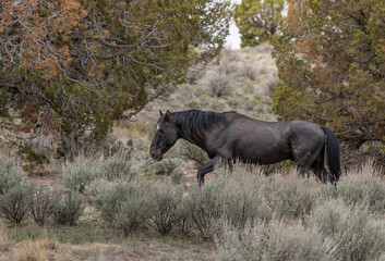 Fototapeta premium Wild Horse Stallion in the Utah Desert