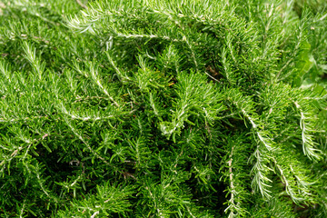 Close up of a rosemary plant