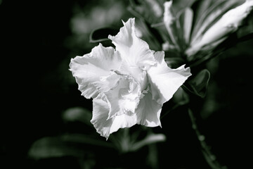 The exotic, beautiful Close up multi layer petal of desert roses, azalea flowers, adenium, obesum,...