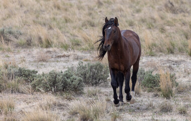 Wild Horse Stallion in the Utah Desert