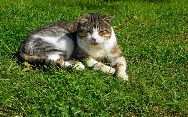 cat on grass