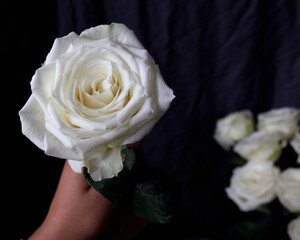 A hand holding a white rose on dark black background