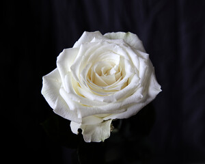 Close up of white rose isolated on a black background
