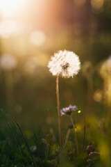 background grass and rays candle