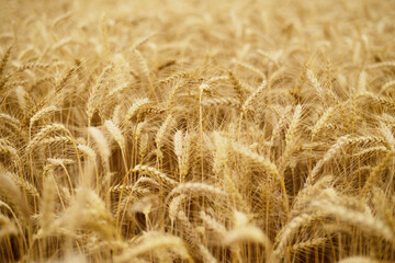 Ears of wheat.