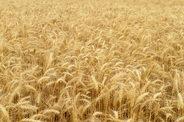 Ears of wheat.