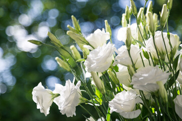Close up of a bouquet of fresh white eustoma on a blur background sunny day. Bunch of flowers