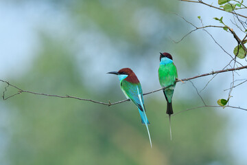 wide shot of pair blue-throated bee-eater perching in thorn branch during mating day