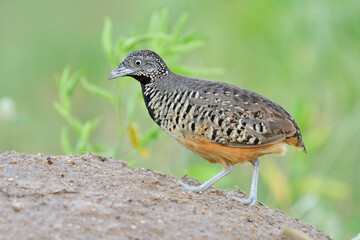 lovely camouflage brown with black chest walking up the hill looking for fresh meal in its habitat environment, female Barred buttonquail