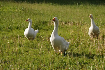 geese on the meadow