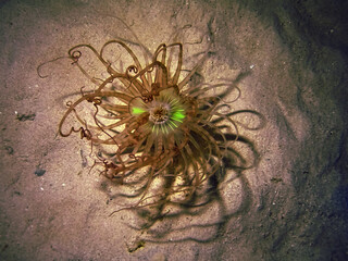 Banded tube-dwelling anemone at night