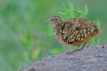 male of Barred Buttonquail getting off dirt hill looking for insect meals in its territory as usual habitat