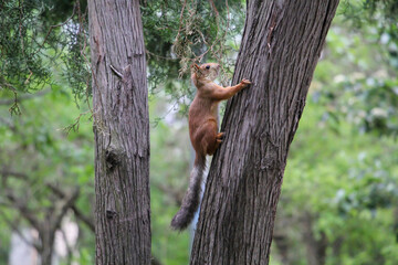 Red squirrel on a tree