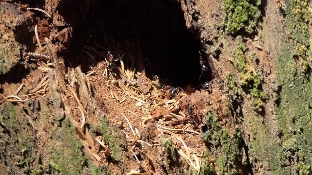 Ants work on the anthill 4k