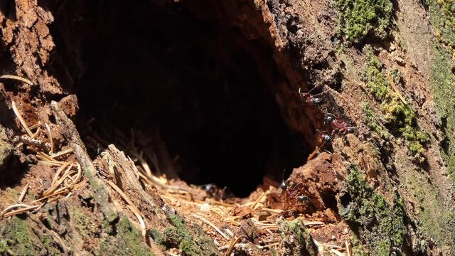 Ants cooperation in the anthill