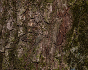 rough old tree bark covered with moss, macro photo