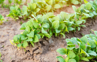 Eggplant seedlings are grown on the farm. Aubergine. Vegetable rows. Growing vegetables. Green plant agriculture. Farming. Selective focus
