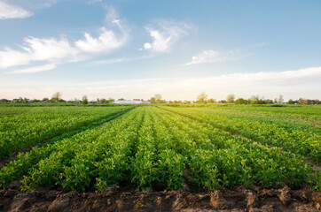Fototapeta na wymiar Potato plantations grow in the field on a spring sunny day. Organic vegetables. Agricultural crops. Landscape. Agriculture. Selective focus
