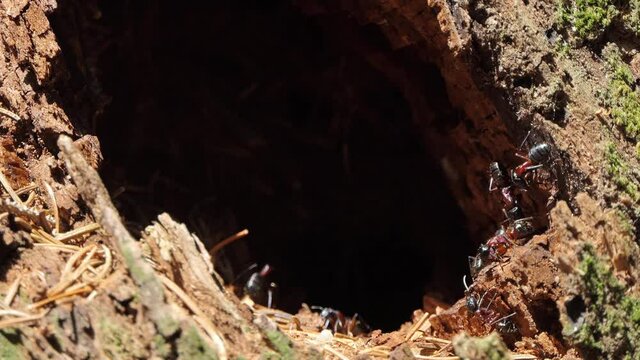 Ants colony 4k in the forest